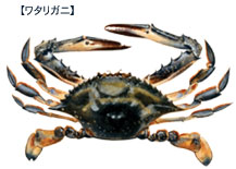 ワタリガニ
