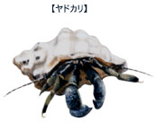 ヤドカリ