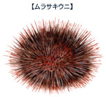ムラサキウニ