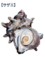 サザエ