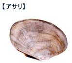 アサリ