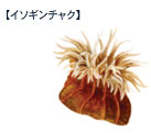 イソギンチャク