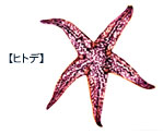 ヒトデ