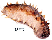 ナマコ